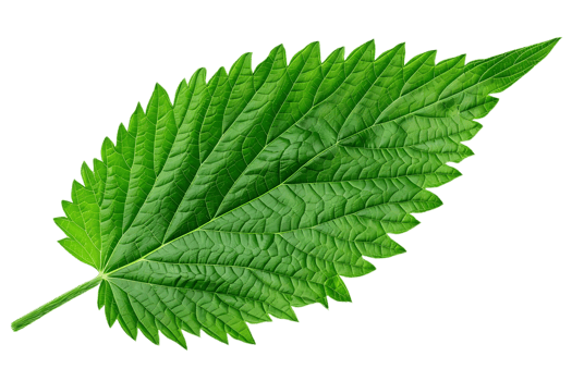 Green Leaf with Veins and Texture Illustration png
