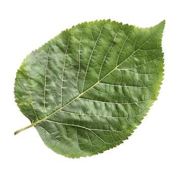 Green Leaf with Detailed Veins - Photo png