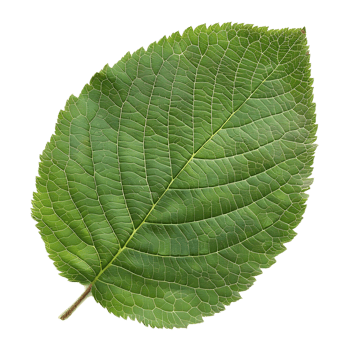 Green Leaf with Veins Illustration png