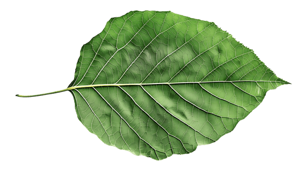 Green Leaf with Veins - Realistic Image png