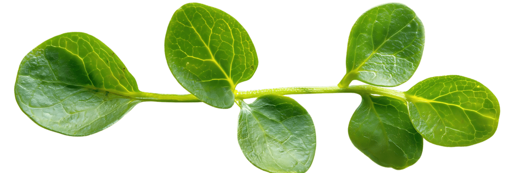 Green Leaves Branch Realistic Image png