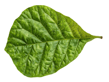 Green Leaf with Detailed Veins Illustration png