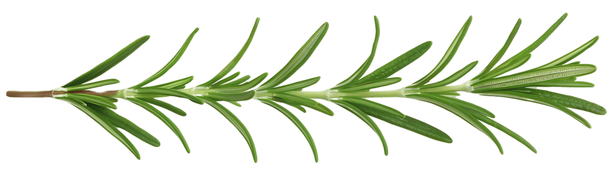 Green Rosemary Sprig Illustration png