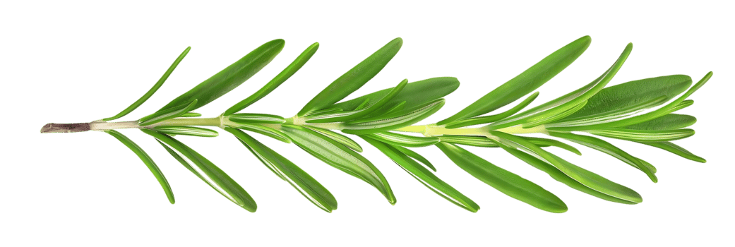 Green Leaf Branch Illustration png