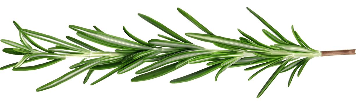 Rosemary Sprig Illustration - Green Herb Branch png