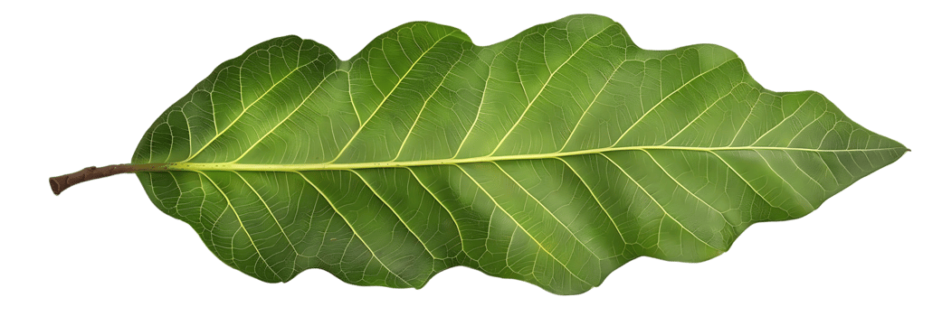 Green Leaf Illustration with Detailed Veins png