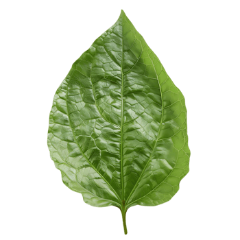 Green Leaf Illustration with Detailed Veins png