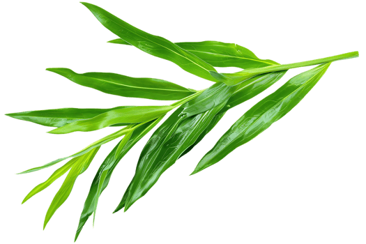 Green Leaf Branch Illustration - Nature, Fresh, Lush, Botanical, Plant, Green, Tropical, Foliage, Branch, Leaf, Organic png