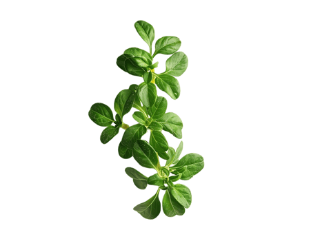 Green Plant Leaves Close Up Image png