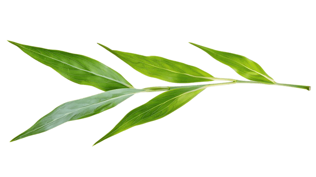 Green Leaf Branch Illustration png