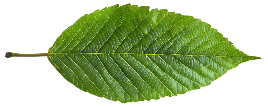 Green Leaf with Veins Illustration png