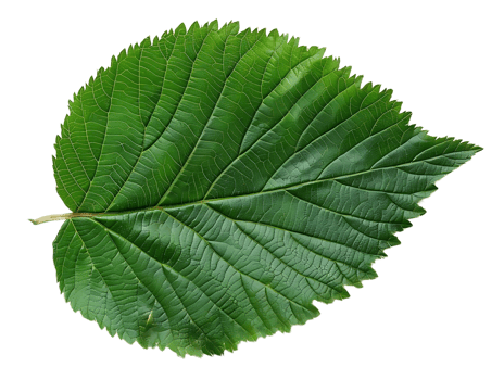 Green Leaf with Detailed Veins Photo png