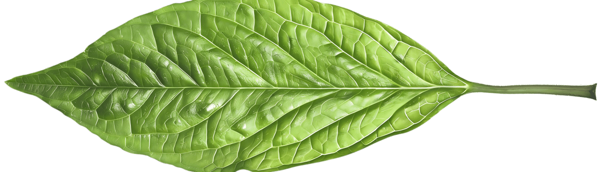 Green Leaf with Veins - Realistic Image png