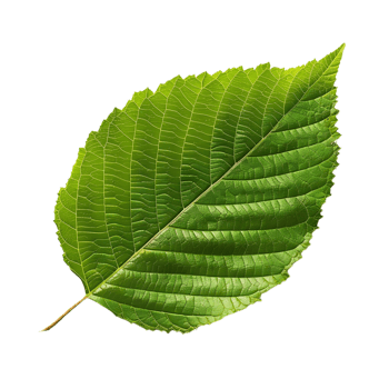 Green Leaf with Detailed Veins Illustration png