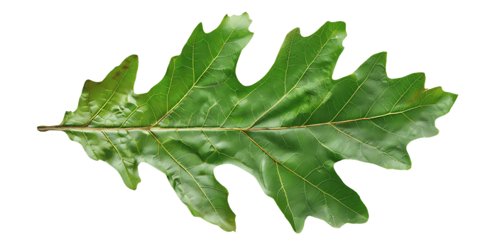 Green Oak Leaf Illustration png