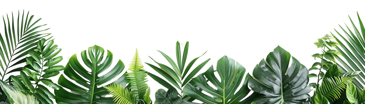 Tropical Leaves Green Monstera Palm Illustration png