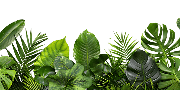 Green Tropical Leaves Background Illustration png