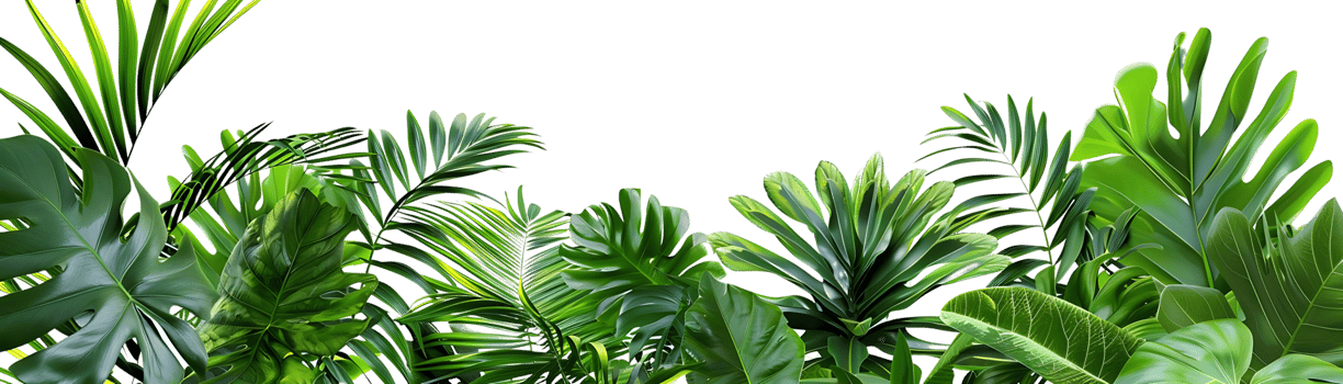 Tropical Leaf Illustration - Green Foliage Background png