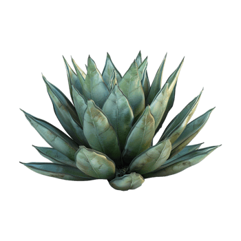 Agave chiapensis on Transparent Background png