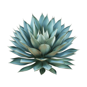 Agave chiapensis on Transparent Background png