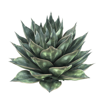 Agave chiapensis on Transparent Background png