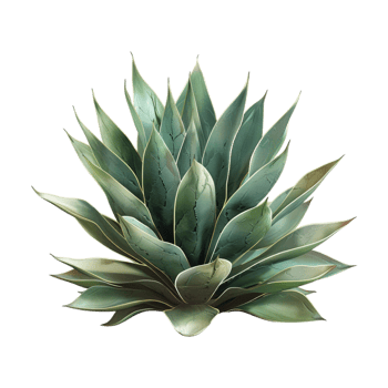Agave chiapensis on Transparent Background png