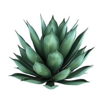 Agave chiapensis on Transparent Background png