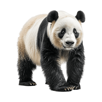 Bear Standing Winter on Transparent Background png