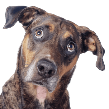 Cute Dog Posing png