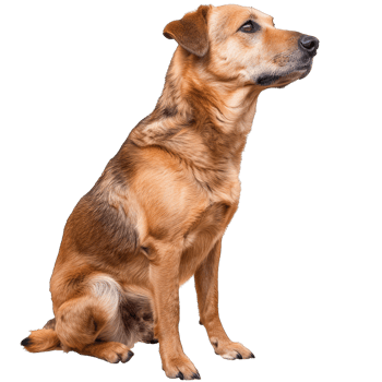 Cute Dog Posing png