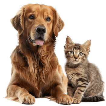 Adorable Dog posing png