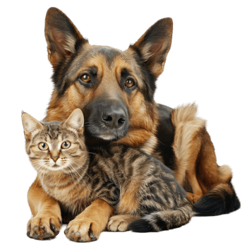 Adorable Dog posing png