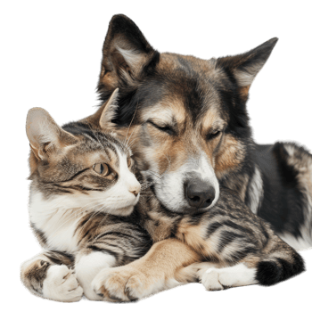 Cute Fluffy Cats playing png