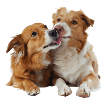 Cute dog and puppies png