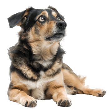 Cute dog and puppies png