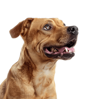 Cute dog and puppies png