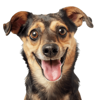 Cute dog and puppies png