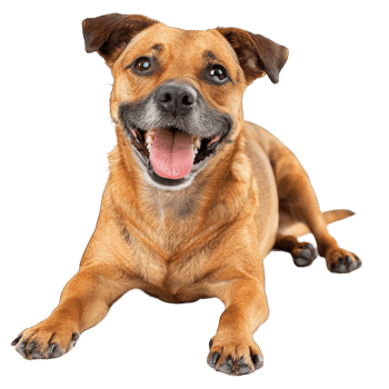 Cute dog and puppies png
