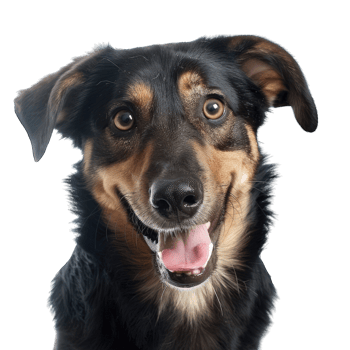 Cute dog and puppies png