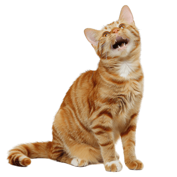 Cute fluffy cat playing png