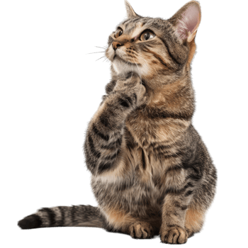 Hairy Fluffy Cat Playing png