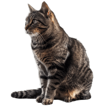 Hairy Fluffy Cat Playing png