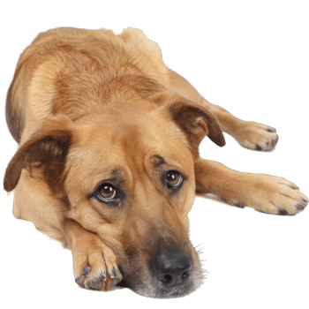 Cute Dog Posing png