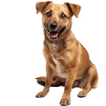 Cute Dog Posing png