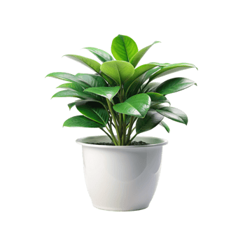 a potted plant with green leaves on a white background png