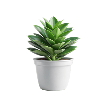 green plant in pot on transparent background png