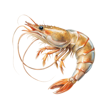 shrimp, watercolor illustration, isolated on transparent background png