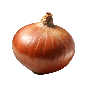 Fresh onion slangily isolated png