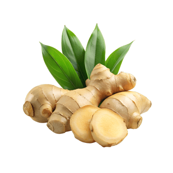 Fresh ginger rhizome and sliced with leaves png