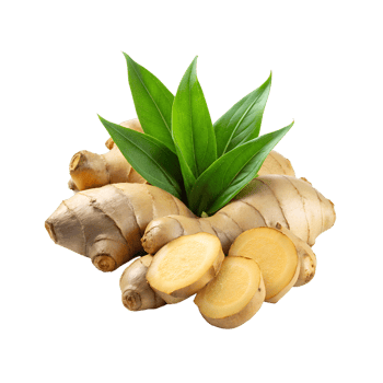 Fresh ginger rhizome and sliced with leaves png